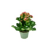 Kalanchoe XL.