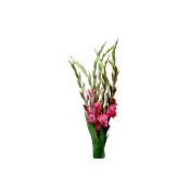 Gladiolus 5-p.