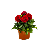 Dahlia 19cm.