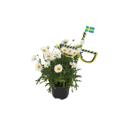 Marguerit med stång.