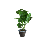 Monstera 17cm.