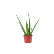 Aloe vera.