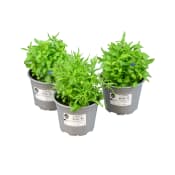 Lobelia 10,5cm.