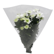Kvistkrysantemum 3-p 50cm vit.
