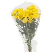 Kvistkrysantemum 3-p 50cm gul.