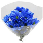 Kvistkrysantemum 3-p 50cm blå.