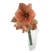 Amaryllis singel aprikos.