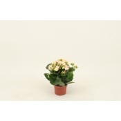Kalanchoe 10,5cm Höjd 26cm varierande färger.
