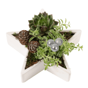 Arrangemang Jul Stjärna 18cm.