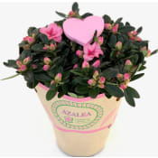 Vårazalea rosa.