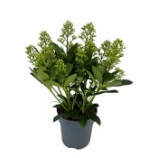 Skimmia vit 15 cm.
