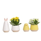 Arr Påsk Set 6cm.