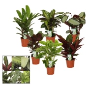 Calathea mix 12cm.