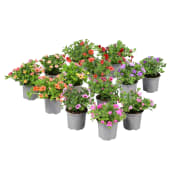 Hängpetunia småblommig 10,5cm kruka varierande färger.