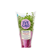 Oregano i kruka Ekologisk 1-p KRAV Svegro.