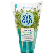 Timjan i kruka Ekologisk 1-p KRAV Svegro.