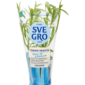 Fransk Dragon i kruka Ekologisk 1-p KRAV Svegro.