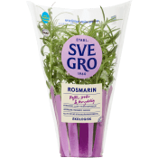 Rosmarin i kruka Ekologisk 1-p KRAV Svegro.