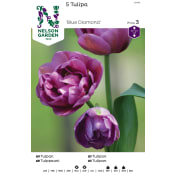 Höstlök Tulpan Sen Fylld Blå 1st Nelson Garden.