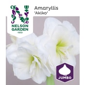 Amaryllis Jumbo Vit 1st Nelson Garden.