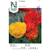 Höstlök Tulpan Sen Fylld Orangegul 1st Nelson Garden.