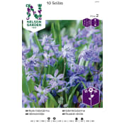 Höstlök Rysk Blåstjärna 1st Nelson Garden.