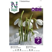 Höstlök Snödroppe Vit 1st Nelson Garden.