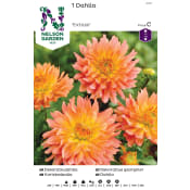 Vårlök Dekorativdahlia Låg Rosagul 1st Nelson Garden.