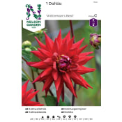 Vårlök Kaktusdahlia Hög Röd 1st Nelson Garden.