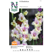 Vårlök Gladiol Storblommig Vit Rosa 1st Nelson Garden.