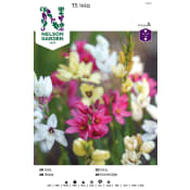 Vårlök Ixia Mix 1st Nelson Garden.
