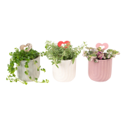 Arrangemang Mini MD 6cm.