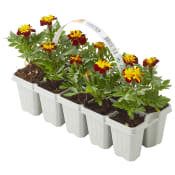 Sommarblommor 10-pack.