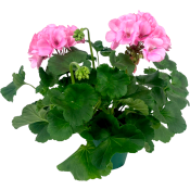 Pelargon Zonale Rosa 1st Arvidsson.