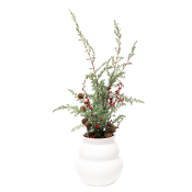 Ilex lärkträd i vas.