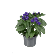 Årets sommarblomma 2024.