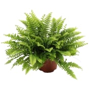 Ormbunke 12 cm.