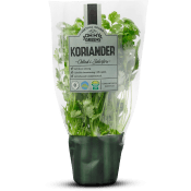 Koriander 30g Oh My Greens.