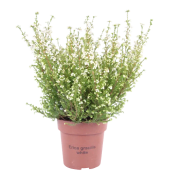 Erica vit 11cm.