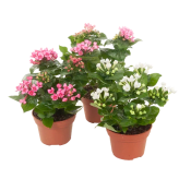 Bouvardia mix 12 cm.