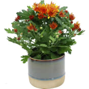 Arrangemang Krysantemum i kruka 10,5 cm.