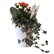 Arrangemang Kräftskiva 9cm.