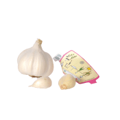 Vitlök 'Aulxito'.