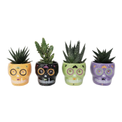 Arrangemang Halloween Skalle Mini 6cm.