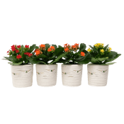 Arrangemang Mini Mumie 6cm.
