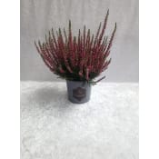 Calluna Beauty ladies 12 cm.