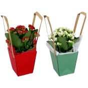 Kalanchoe i Påse.