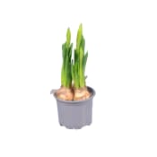 Påsklilja tete a tete 9 cm.