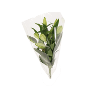Orientaliska liljor 3-p 60cm.