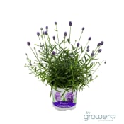 Lavendel Tumbelina.